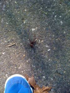 A huuuge spider we came across on our walk